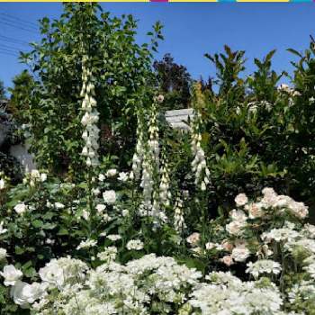 大好きなお花達の画像 by のりりんの森さん | お出かけ先とジキタリスとオルレアと白いお花と私の好きな場所と中之条ガーデンズと大好きなお花達