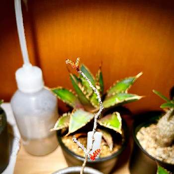 オペルクリカリア  パキプスの画像 by sham0jiさん | オペルクリカリア・パキプスと塊根植物と塊根植物のある暮らしとオペルクリカリア  パキプス