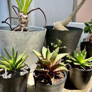 ブラキキトン ボトルツリーの投稿画像一覧 Greensnap グリーンスナップ ブラキキトン ボトルツリーの投稿画像一覧 Greensnap グリーンスナップ