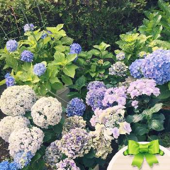 紫陽花  エンドレスサマーの画像 by みずいろさん | 紫陽花  エンドレスサマーとアジサイ（マジカルレボリューション）とブルーサンセットとあじさい　テマリテマリとハワイアンジュピターとガクアジサイ　巴とshade gardenと挿し芽と半日陰の庭と鉢花と青紫陽花とガーデニング初心者とマンション専用庭とblueflowerと青い花大好き