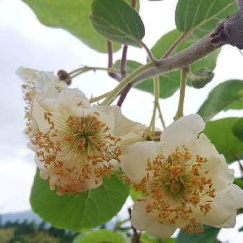 キウイの花の投稿画像一覧 Greensnap グリーンスナップ キウイの花の投稿画像一覧 Greensnap グリーンスナップ