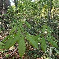 コシアブラの育て方 苗の植え付けや種まきの時期は 栽培はむずかしい Greensnap グリーンスナップ