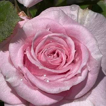 穏やかな日々を願っての画像 by シクラメンさん | 小さな庭とばら バラ 薔薇とピンクの薔薇とピンク❤︎ピンクときれいと穏やかな日々を願ってとピンクワールドと癒されるときれい✨と月曜日にはバラをとお花とグリーンのある暮らしと武器ではなく花をとバラを楽しむ