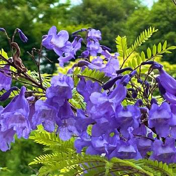  ジャカランダの画像 by tumuの桃さん | お出かけ先とジャカランダと綺麗〜❤️と初めて見た！とありがとう♡と紫色の花と ジャカランダとGSに感謝。と世界三大花木の一つと平和を願う☆とジャカランダの花と世界三大花木