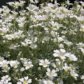 白い花大好きの画像 by グリーンスムージーさん | セラスチウムとセラスチウム シルバーカーペットといつもありがとう❣️とちっちゃな幸せと白色と心ときめく☆と白い花大好きとかわいい♡♡