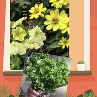 サフィニア♪,今日のお花,ジニア❁,平和を願う☆,ケールの画像