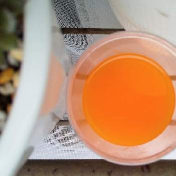 コバエ対策の投稿画像一覧 Greensnap グリーンスナップ