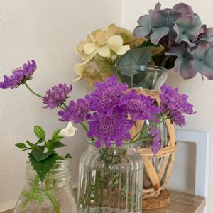スカビオサ,トレニア,切り花,庭の植物,花のある暮らしの画像