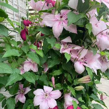 クレマチス ピンクファンタジーの投稿画像一覧 Greensnap グリーンスナップ