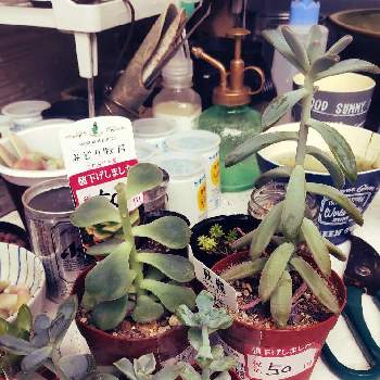 薄氷の投稿画像一覧 Greensnap グリーンスナップ