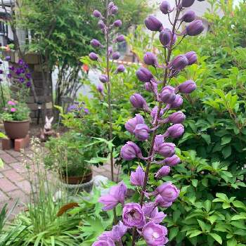 デルフィニウム オーロラ モーブの投稿画像一覧 Greensnap グリーンスナップ