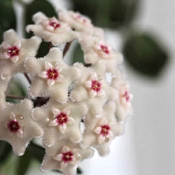 好評 ホヤ マチルダ 花 沢山 いっぱい咲いてます 植物 観葉植物