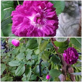 良い香りの花の画像 by ここさん | 小さな庭と薔薇☆とだいすきと良い香りの花とおうち園芸と薔薇、我家と地植え