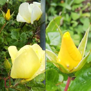 バラ リモンチェッロの投稿画像一覧 Greensnap グリーンスナップ