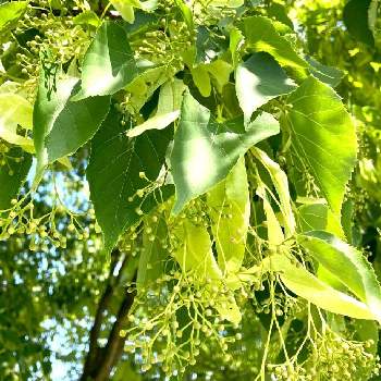 セイヨウボダイジュの投稿画像一覧 Greensnap グリーンスナップ
