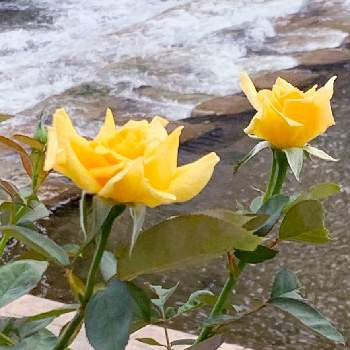 黄色のバラの画像 by ろこたろさん | 散歩道の楽しみと黄色のバラ