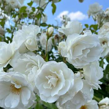 バラ園の薔薇の画像 by ユミさん | お出かけ先とバラ園の薔薇とばら バラ 薔薇と綺麗な花と君も花が好きなのかといい香りと花のある暮らしと綺麗な色