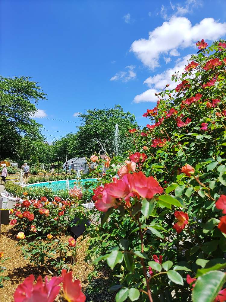 花巻温泉バラ園 を訪れました Greensnap グリーンスナップ