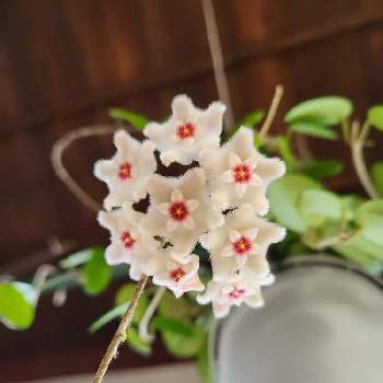 ホヤ マチルダの投稿画像一覧 Greensnap グリーンスナップ