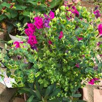 ユーフォルビア・マルティニー,庭の風景,花と緑のある暮らし,かわいい♡,癒しの画像