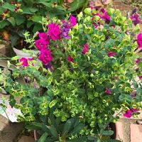 ユーフォルビア・マルティニー,庭の風景,花と緑のある暮らし,かわいい♡,癒しの画像