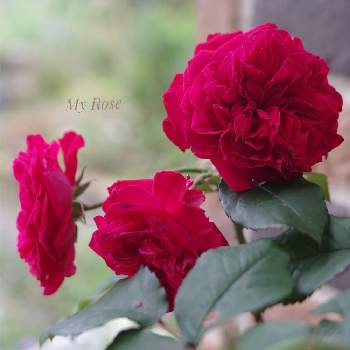 バラ マイローズの画像 by Lily ♡*｡ﾟさん | 小さな庭とバラ マイローズとガーデニングとバラ好きと南の庭と庭作り中