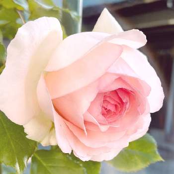 ピエール・ド・ロンサールの画像 by りっこさん | 小さな庭とピエール・ド・ロンサールと癒やしとお花大好き♡と素敵✨✨✨と花のある生活と華やかと可愛い〜♡と綺麗な色
