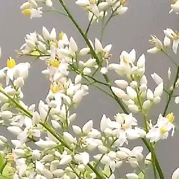 白い南天の花の画像 by ありすの母さん | 小さな庭と白い南天の花と白南天 ☆