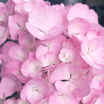穏やかな心の画像 by happy roseさん | バルコニー/ベランダと介護と感謝と紫陽花好きと優しさありがとうとおうち園芸と穏やかな心とピンクのお花と癒されてと花いろいろと可愛いと花のある暮らしと楽しい時間