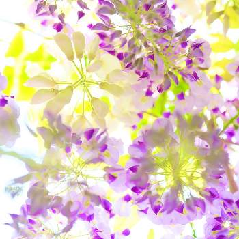 藤の花の画像 by のいえさん | お出かけ先と藤の花と公園さんぽ