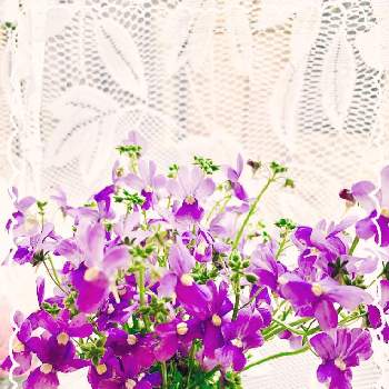 ロベリア。の画像 by Toshieさん | 窓辺とGS映えとGSミニモニ。とお花のある暮らしと癒されると可愛い〜♡と可愛いとロベリア。といやされるとお花は癒しと楽しい！とふんわりと素敵