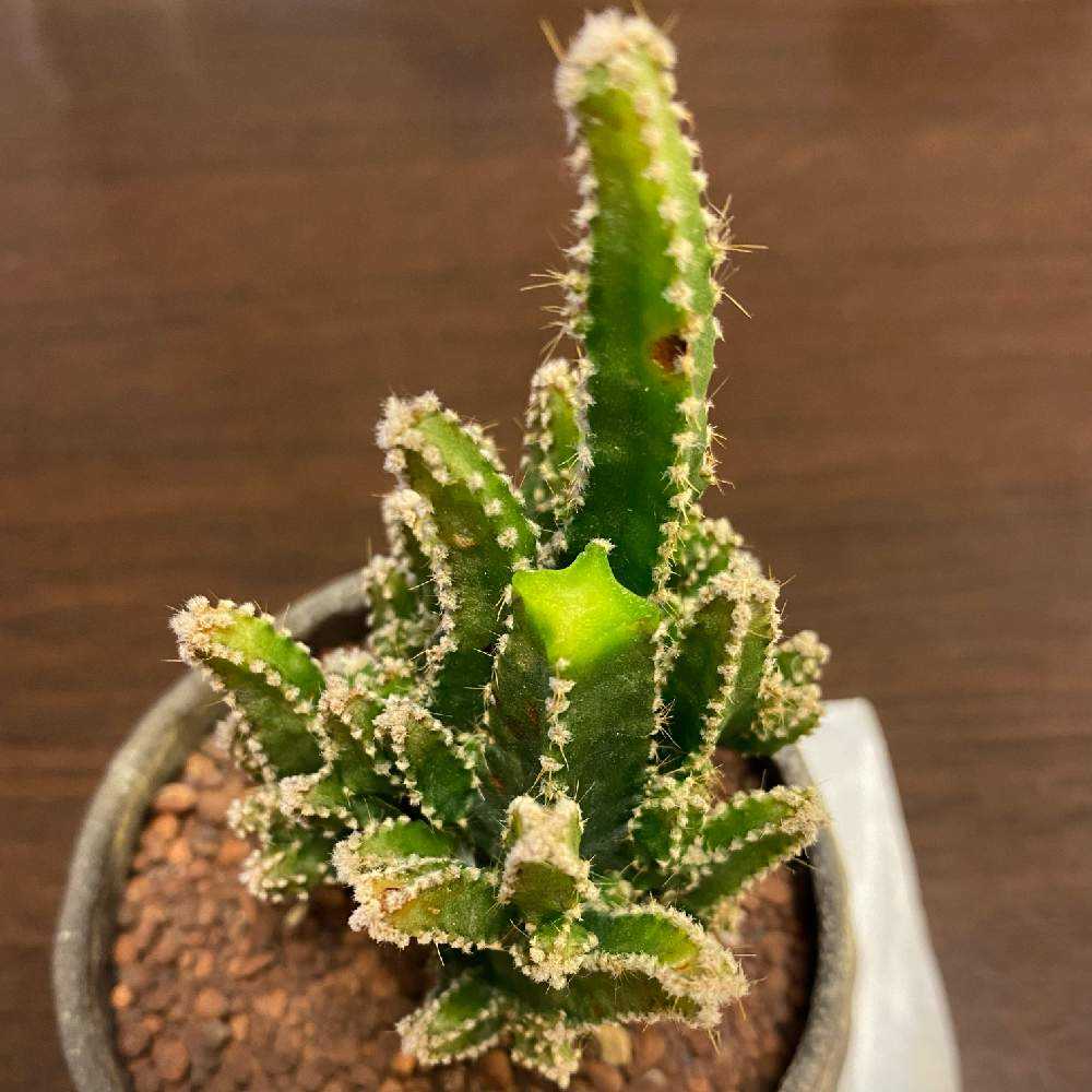 お得】セレウスサボテン ペルヴィアナス 普通と斑入りの2苗セット 