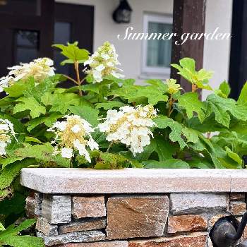 門柱周りの花壇の投稿画像一覧 Greensnap グリーンスナップ