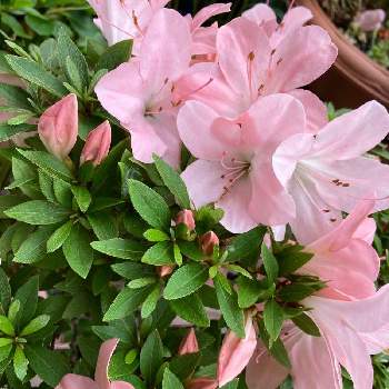 サツキ盆栽の画像 by tomokoさん | 玄関とサツキと素敵✨✨✨と可愛い❤と大好きと今が1番❤とピンクのお花と花いろいろと君も花が好きなのかと綺麗✨とサツキ盆栽
