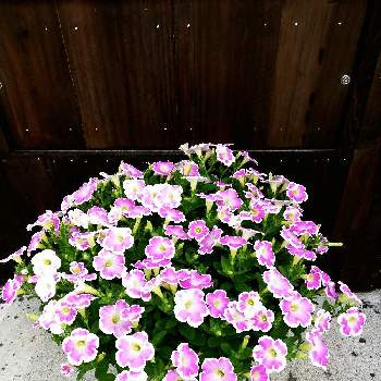 ピンクのおはなの画像 by さくらおこさん | サフィニアアートいちごシェイクとピンクのおはなとサントリー フラワーズとサフィニアアート いちごシェイクとお花でおもてなしとお花が笑ってると種蒔き大好き