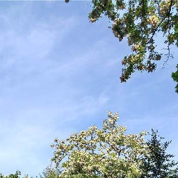 ハリエンジュの画像 by ΦさよΦさん | 薄い桃色とハリエンジュとヤマボウシと樹木と北大植物園とチャリブラと♪甘い　誘惑､､､