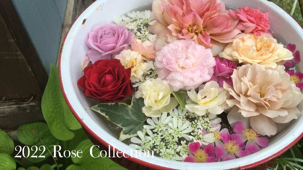 Misa S Garden Rose Collection22 Greensnap グリーンスナップ Misa S Garden Rose Collection22 Greensnap グリーンスナップ
