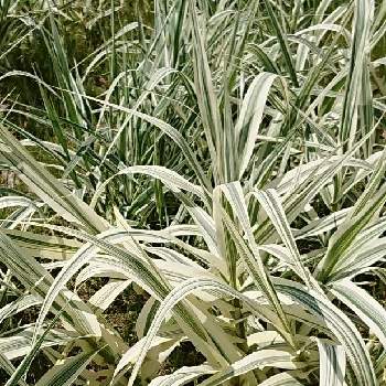 浜名湖ガーデンパークの投稿画像一覧 Greensnap グリーンスナップ