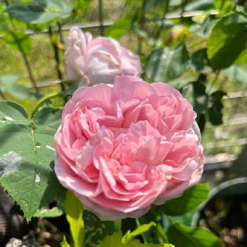 デビッドオースチンの画像 by anneさん | 小さな庭とバラはいいなぁとバラ   ライラックローズとデビッドオースチンとおうち園芸とイングリッシュ・ローズと鉢植えとバラが好きとバラを楽しむ
