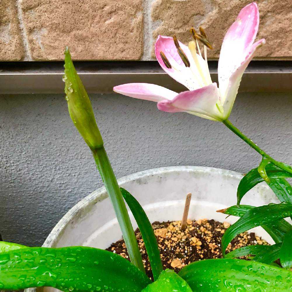 22種が獲れました Greensnap グリーンスナップ