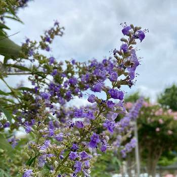 アメリカ テキサスの投稿画像一覧 Greensnap グリーンスナップ アメリカ テキサスの投稿画像一覧 Greensnap グリーンスナップ