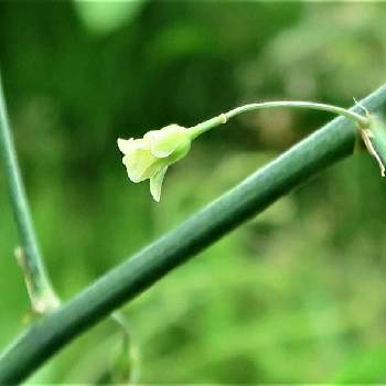 アスパラガスの花の投稿画像一覧 Greensnap グリーンスナップ