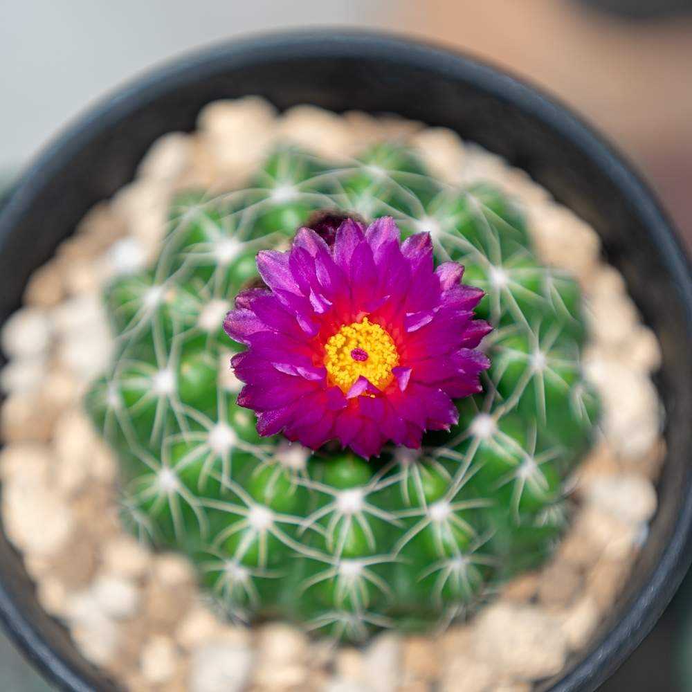 多肉植物　大輪咲　花サボテン　緑の芯 一株限定】多肉植物 花サボテン 大輪咲 カーネシー - メルカリ