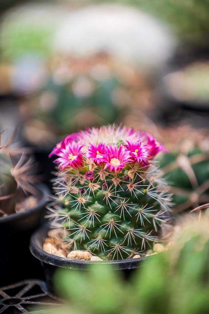 サボテン　ブカレンシス　群生超大　可愛ピンク花咲く 2024年に咲いたサボテンたち(魅惑の花サボテン色々