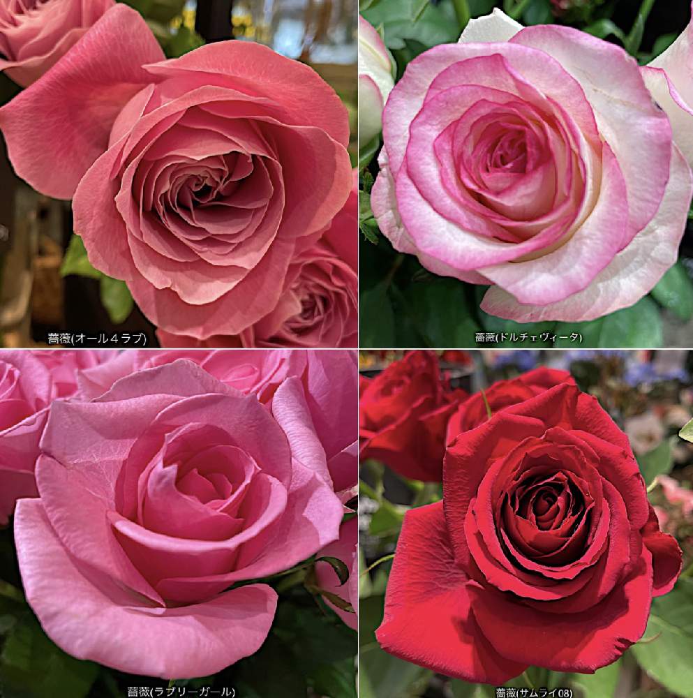 薔薇 サムライ08 の投稿画像 By カタバミさん 薔薇 ドルチェヴィーダ と薔薇 ラブリーガール と薔薇 オール４ラブ とお出かけ先 22月6月6日 Greensnap グリーンスナップ Greensnap グリーンスナップ