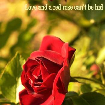 あかいろの画像 by coroloveさん | 小さな庭と癒やされるとあかいろと美しい♡と赤い薔薇♡とチーム海外