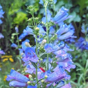 ペンステモンエレクトリックブルーの投稿画像一覧 Greensnap グリーンスナップ