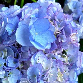 Keikoアジサイの投稿画像一覧 Greensnap グリーンスナップ