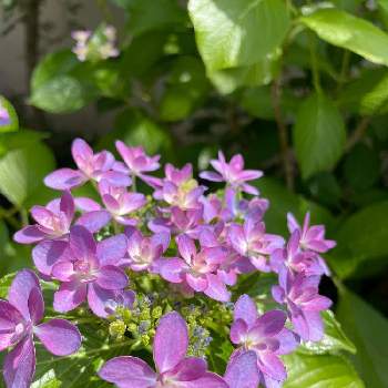 毎年 安定の画像 by わたのみさん | 小さな庭と紫陽花ダンスパーティと優しいピンクと庭のアクセントと植えっぱなしと守りたい日本の景色と毎年 安定と花に癒されるとふんわり