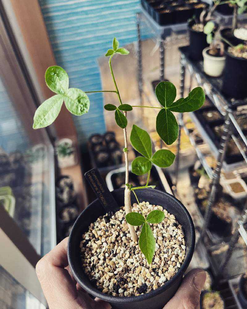 コミフォラオルビクラリスの可愛らしさを引き出す挑戦｜🍀GreenSnap